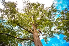 How Our Tree Care Process Works  in  Lakesite, TN